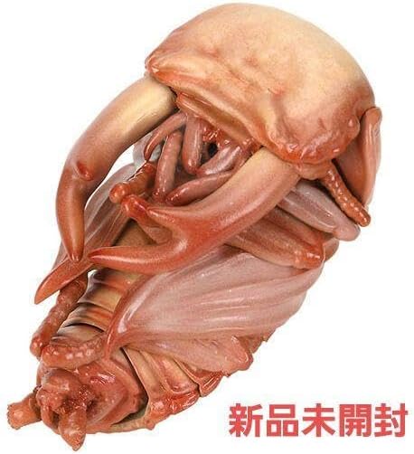 スマトラの珍品　オオイナズマ スマトラの珍品 オオイナズマ O <1005z昆虫・標本・蝶> 2025年最新